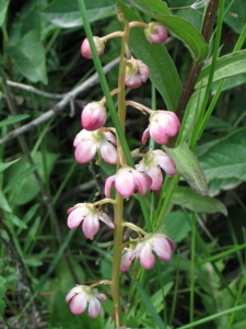 Pyrola asarifolia